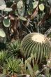barrel cactus