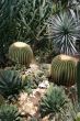 barrel cactus
