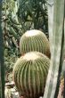 barrel cactus