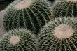 barrel cactus