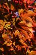 Japanese maple leaves