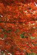 Japanese maple leaves