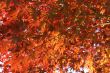 Japanese maple leaves