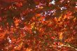 Japanese maple leaves