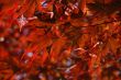 Japanese maple leaves