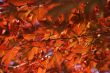 Japanese maple leaves