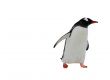 Gentoo penguin, isolated