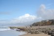 Western gull and barnacle reef