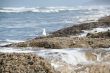 Western gull and barnacle reef