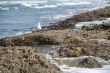 Western gull and barnacle reef