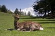 Deer in front of Mont Blanc