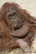 Female Orangutan