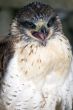 Ferruginous Buzzard