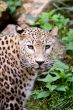 Amur Leopard