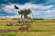 Lion and vulture