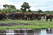 Elephant herd