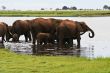Elephant herd