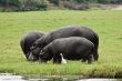 Hippo