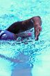 Swimmer