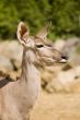 Greater Kudu