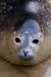 Harbour Seal