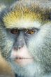 Lowe`s Guenon
