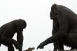 Male Gorilla & Son