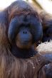 Male Orangutan