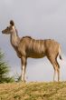 Greater Kudu