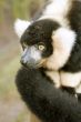 Lemur