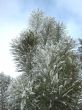 Branch Of Pine In Hoarfrost