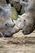 White Rhinoceros