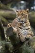 Amur Leopard