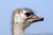 Ostrich