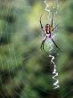 Orbweaver