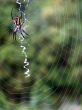 Orbweaver