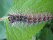 The Caterpillar