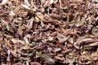 tobacco