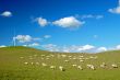 country field