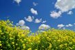 rural spring meadow