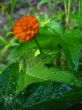 Orange Milkwort