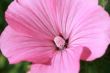 Pink flower
