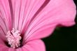 Pink flower 1