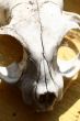 Skull of the animal 1