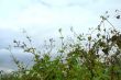 Forest of Flowers