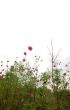 Forest of Flowers