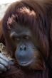 Male Orangutan