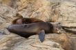 Patagonian Sea Lion