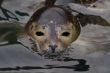Harbour Seal