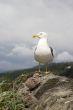 Lesser Black-backed Gull & Chicks